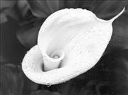 Calla Lily